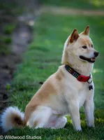 Saki, a female Shiba Inu for sale in Boise, ID – Photo 5 of 6