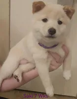 Saki, a female Shiba Inu for sale in Boise, ID – Photo 1 of 6