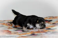 Luca, a female Shiba Inu for sale in Boise, ID – 4 of 8