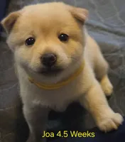 Joa (Deep Love), a female Shiba Inu for sale in Boise, ID – Photo 3 of 6