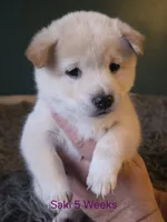 Saki, a female Shiba Inu for sale in Boise, ID – Photo 1 of 6