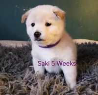 Saki, a female Shiba Inu for sale in Boise, ID – Photo 2 of 6