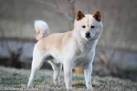 Kyoki (Overjoyed), a male Shiba Inu for sale in Boise, ID – 4 of 6
