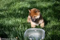 Kyo (Overjoyed), a male Shiba Inu for sale in Boise, ID – 3 of 6