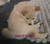 Saki, a female Shiba Inu for sale in Boise, ID – Photo 4 of 8