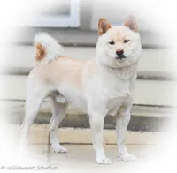 Saki, a female Shiba Inu for sale in Boise, ID – Photo 6 of 8