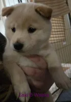 Saki, a female Shiba Inu for sale in Boise, ID – Photo 1 of 8