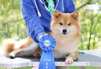 Saki, a female Shiba Inu for sale in Boise, ID – Photo 7 of 8