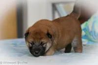 Kyoki (Overjoyed), a male Shiba Inu for sale in Boise, ID – 2 of 6