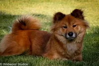 Kyoki (Overjoyed), a male Shiba Inu for sale in Boise, ID – 6 of 6