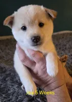 Joa (Deep Love), a female Shiba Inu for sale in Boise, ID – Photo 2 of 8