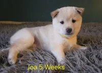 Joa (Deep Love), a female Shiba Inu for sale in Boise, ID – Photo 3 of 8