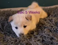 Joa (Deep Love), a female Shiba Inu for sale in Boise, ID – Photo 4 of 8