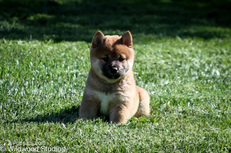 Kyo (Overjoyed) – Shiba Inu puppy for sale in Boise, ID