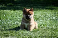 Kyo (Overjoyed), a male Shiba Inu for sale in Boise, ID – 1 of 6