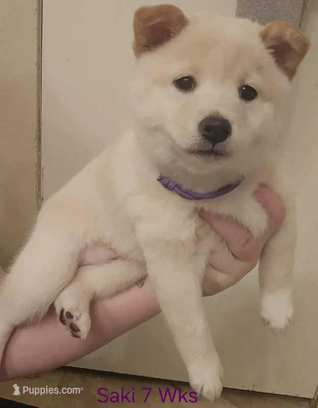 Saki, a female Shiba Inu for sale in Boise, ID – Photo 1 of 6