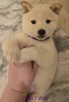 Saki, a female Shiba Inu for sale in Boise, ID – Photo 3 of 6