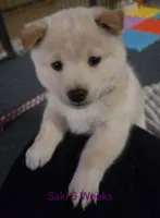 Murasaki (Saki), a female Shiba Inu for sale in Boise, ID – Photo 4 of 6
