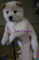 Murasaki (Saki), a female Shiba Inu for sale in Boise, ID – Photo 1 of 6