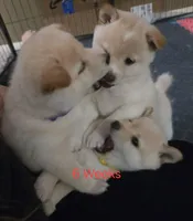 Murasaki (Saki), a female Shiba Inu for sale in Boise, ID – Photo 5 of 6