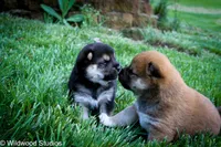 Luca, a female Shiba Inu for sale in Boise, ID – 1 of 8