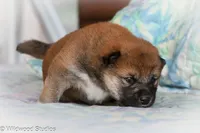 Kyoki (Overjoyed), a male Shiba Inu for sale in Boise, ID – 1 of 6
