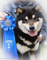 Luca, a female Shiba Inu for sale in Boise, ID – 5 of 8