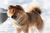 Kyoki (Overjoyed), a male Shiba Inu for sale in Boise, ID – 3 of 6