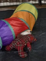 Joa (Deep Love), a female Shiba Inu for sale in Boise, ID – Photo 3 of 4