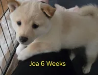 Joa (Deep Love), a female Shiba Inu for sale in Boise, ID – Photo 4 of 4