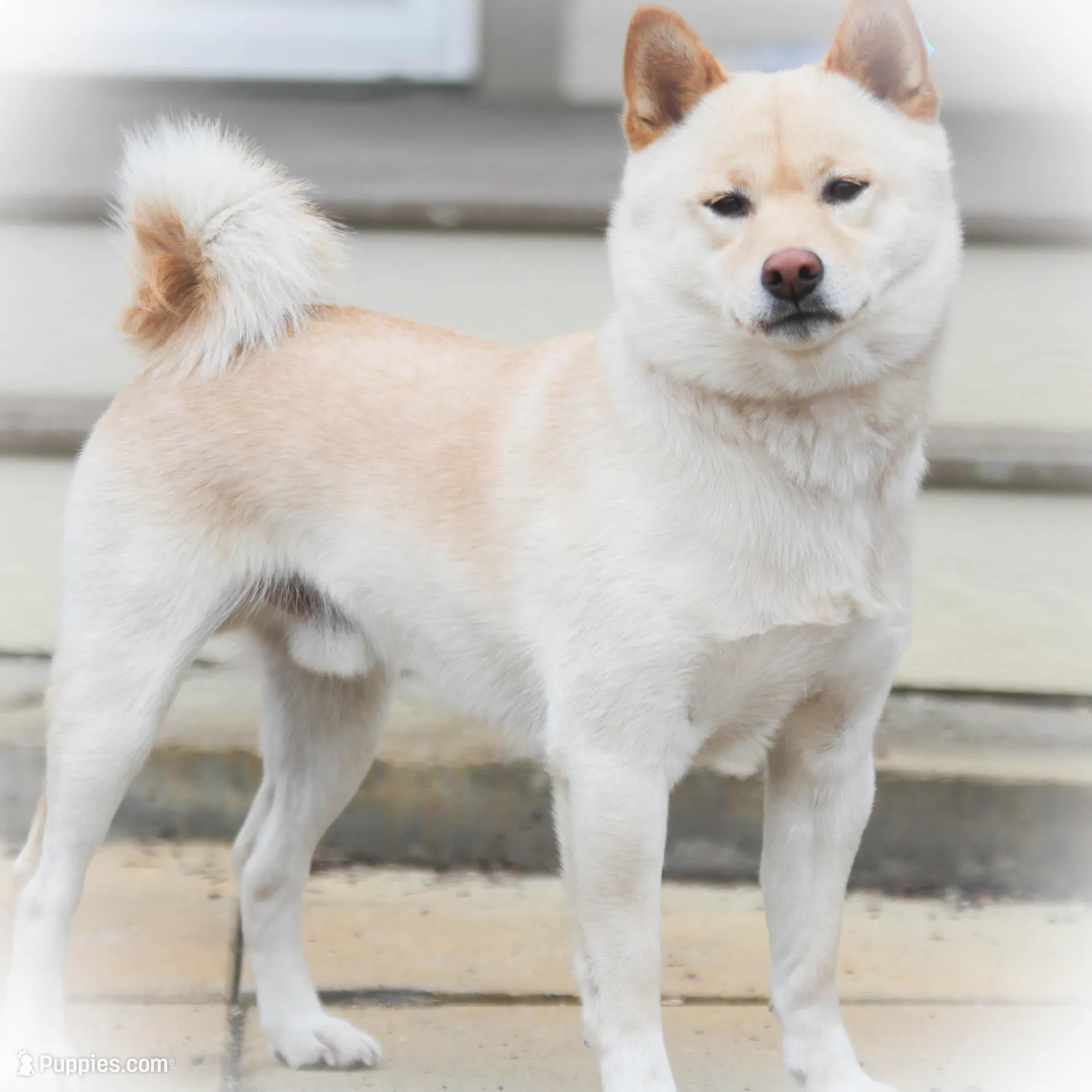 Joa & Saki, a female Shiba Inu for sale in Boise, ID – Photo 8 of 9