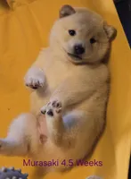 Joa & Saki, a female Shiba Inu for sale in Boise, ID – Photo 4 of 9