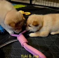 Joa & Saki, a female Shiba Inu for sale in Boise, ID – Photo 6 of 9