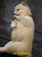 Joa & Saki, a female Shiba Inu for sale in Boise, ID – Photo 5 of 9