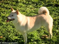 Joa & Saki, a female Shiba Inu for sale in Boise, ID – Photo 9 of 9