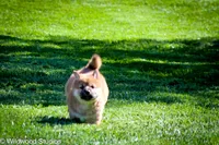 Kyo (Overjoyed), a male Shiba Inu for sale in Boise, ID – 2 of 6