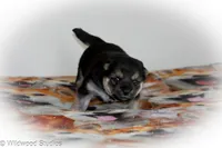 Luca, a female Shiba Inu for sale in Boise, ID – 3 of 8