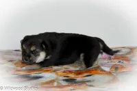 Luca, a female Shiba Inu for sale in Boise, ID – 2 of 8