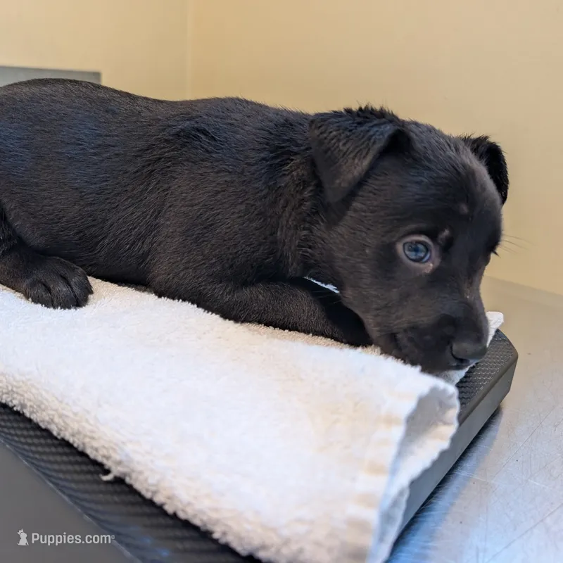 Leena – Labrador Retriever puppy for sale in Los Angeles, CA
