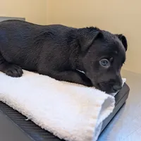 Leena, a female Labrador Retriever for sale in Los Angeles, CA – 1 of 3