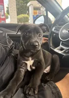 Leena, a female Labrador Retriever for sale in Los Angeles, CA – 3 of 3
