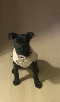 Leena, a female Labrador Retriever for sale in Los Angeles, CA – 2 of 3