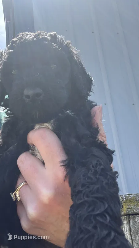 Sammy – Poodle - Standard  puppy for sale in Camp Douglas, WI
