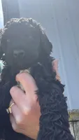 Sammy, a male Poodle - Standard  for sale in Camp Douglas, WI – 1 of 3