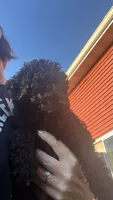 Stan, a male Poodle - Standard  for sale in Camp Douglas, WI – 2 of 2