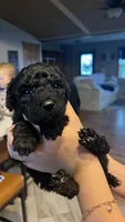 Susie, a female Poodle - Standard  for sale in Camp Douglas, WI – 2 of 2