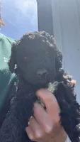Sammy, a male Poodle - Standard  for sale in Camp Douglas, WI – 2 of 3