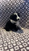 Phil, a male Bernedoodle for sale in Camp Douglas, WI – 2 of 3
