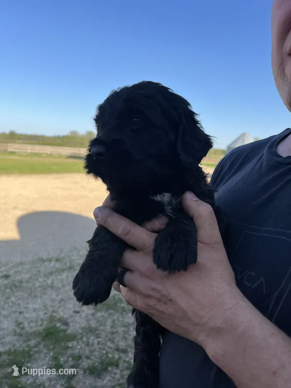 Penny – Bernedoodle puppy for sale in Camp Douglas, WI