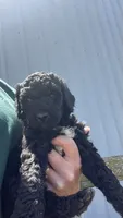 Sammy, a male Poodle - Standard  for sale in Camp Douglas, WI – 3 of 3